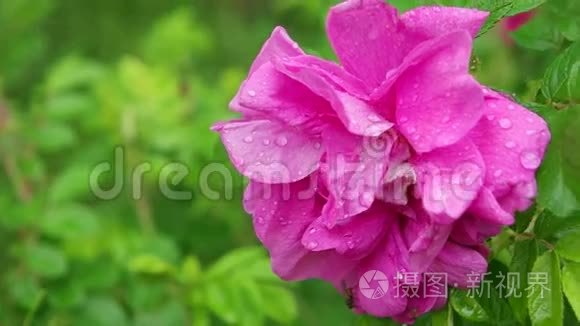 雨后花瓣上有水滴的粉红玫瑰视频