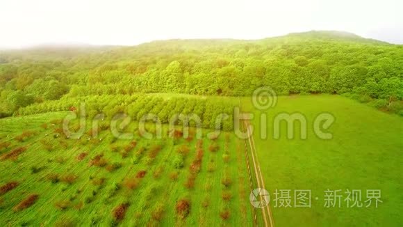 飞过云雾缭绕的森林视频