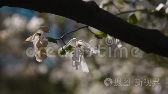 白玉兰的花