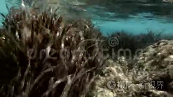 未受污染的海洋环境视频