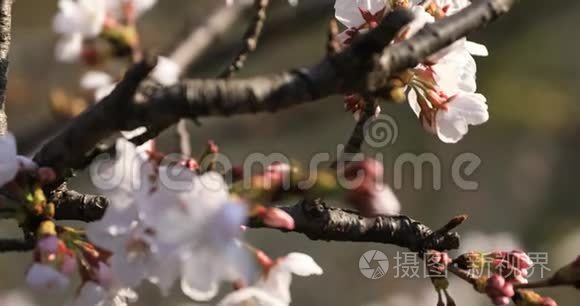 东京公园的樱花