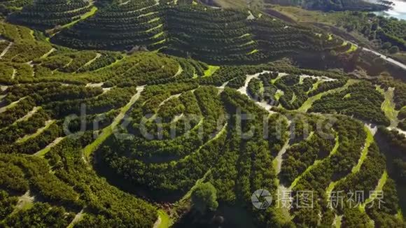 鸟瞰山丘上的橘树树林视频