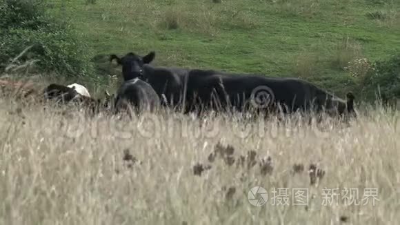 澳大利亚内陆地区的群牛视频