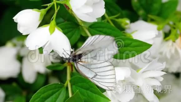 茉莉花上的黑色白蝶视频