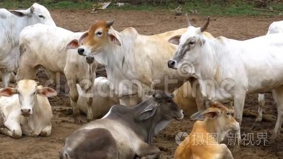 泰国奶牛在亚洲肮脏的牧场上放牧。 开牛场田.. 泰国。