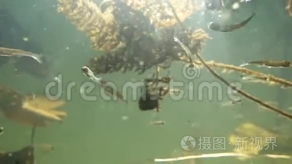 水下河流景观与藻类和油炸视频