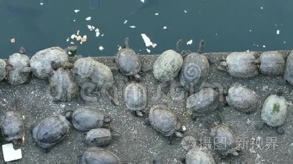 海龟在锦鲤池塘边吃东西休息视频