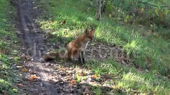 美丽的狐狸坐在秋林路上视频