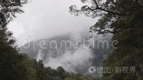 在热带雨林上空升起的薄雾视频