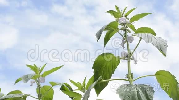 天空下的芝麻花