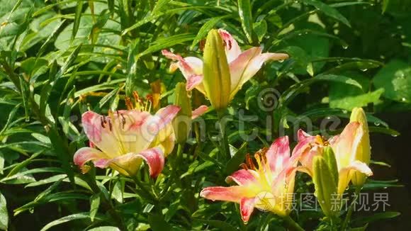 雨后黄花百合花视频