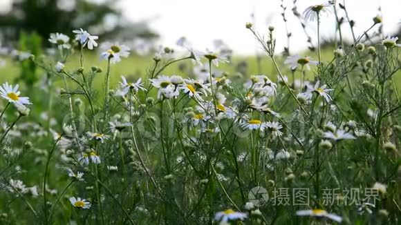 傍晚野生草地上的洋甘菊