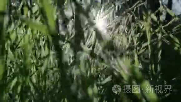 青草和晨露滴