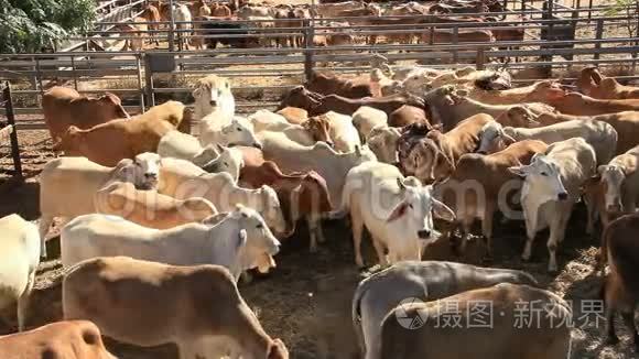 出售庭院围栏的牛牛视频
