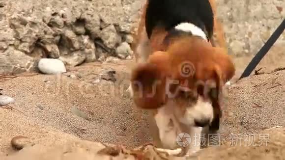 小猎犬想在沙子里挖些东西视频