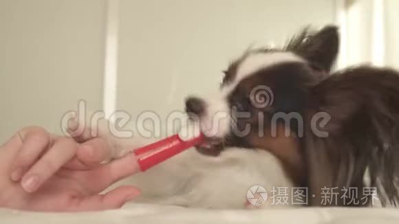 幼犬品种帕皮隆大陆玩具猎犬用牙刷刷牙库存录像