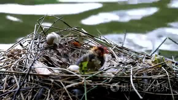 荷兰沃尔斯顿湖窝鸡