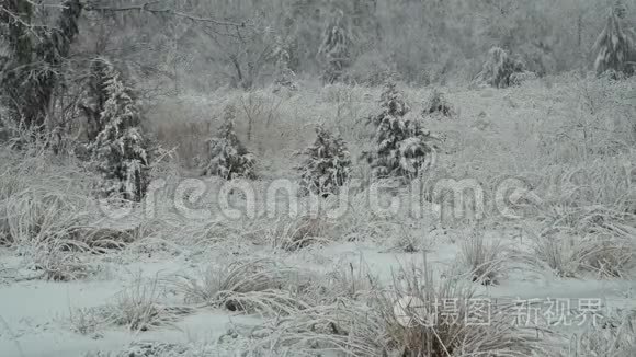 美丽的冬季景观，白雪覆盖的树。 冬季大雪