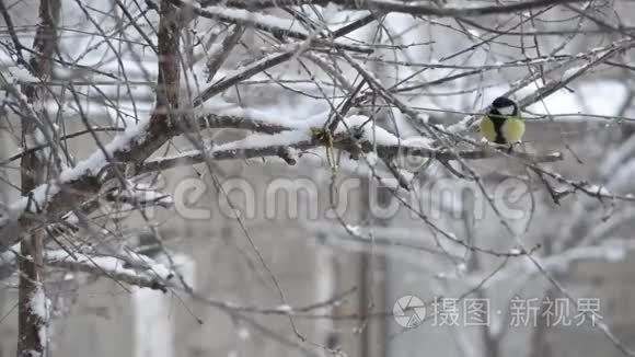 鸟儿在降雪中拍打着眼睑视频