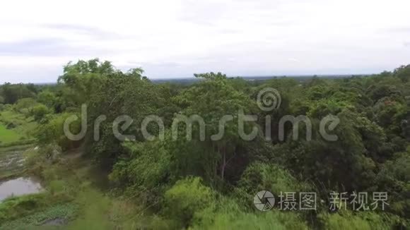 空中射击竹子和树木视频