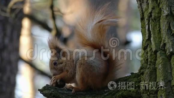 红松鼠坐在树上吃坚果。