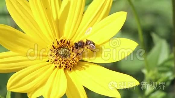 蜜蜂授粉黄色鲁德贝克花视频