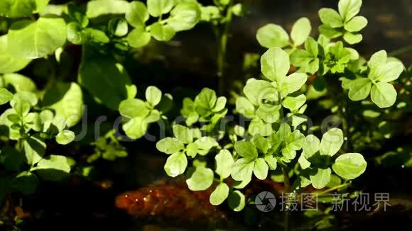 豆瓣菜，野沙拉和草药