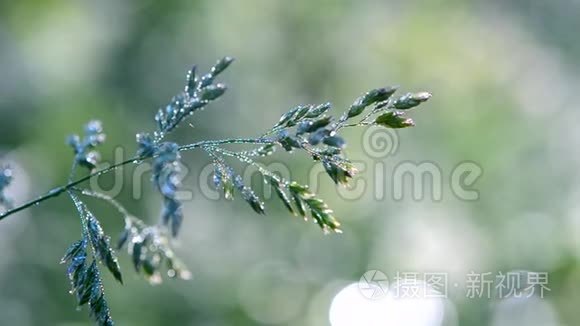 初春夏晨绿露覆盖的青草植物视频