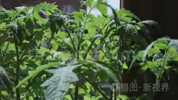 窗台上的番茄幼苗。