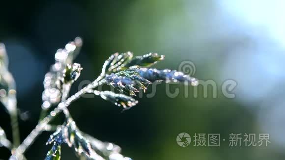 初春夏晨绿露覆盖的青草植物视频