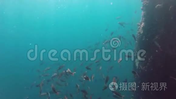 礁石鱼群水下景观视频