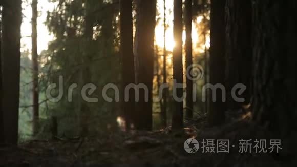 太阳在早晨的松林中反射视频