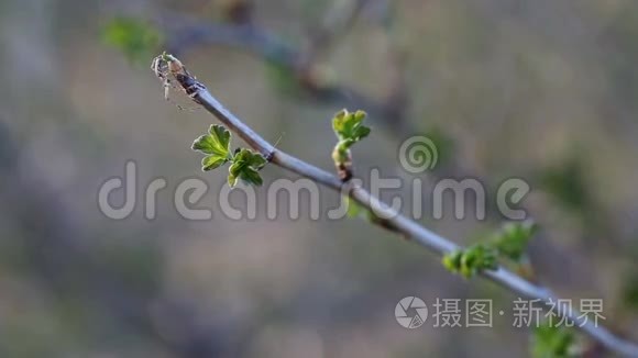 一只蜘蛛在春天的早午餐上织网视频