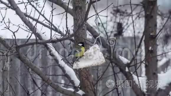 单身奶鼠在树上吃食物视频