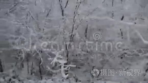 满是雪的树