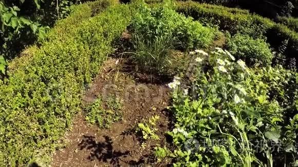 有植物的草药园视频
