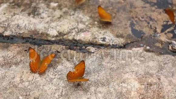 一群蝴蝶用昆虫在沙子上吸食矿物质和营养