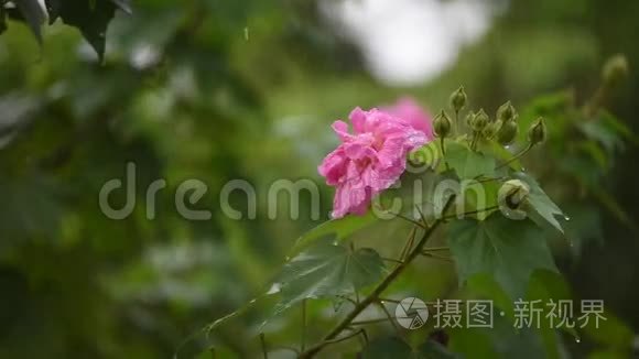 雨天有水滴的棉花玫瑰花视频