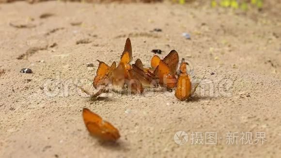 一群蝴蝶用昆虫在沙子上吸食矿物质和营养