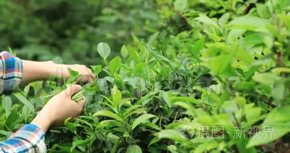 手在春天采摘绿茶树视频