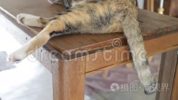 在快乐的日子里自然移动的猫尾视频