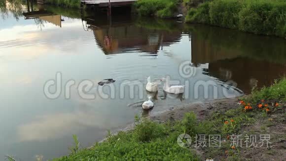 鹅漂浮在湖面上视频