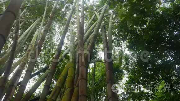 热带竹林视频
