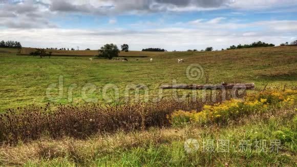 4K超高清一种有奶牛的草地的乡村延时视图