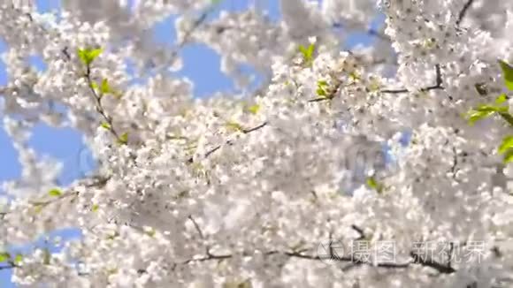 樱花树特写大观慢景阳光视频