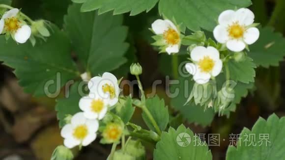 花园里第一朵白色的小草莓花。 布什盛开的草莓近景