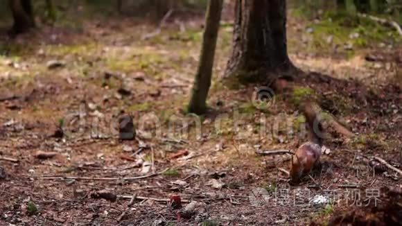 红松鼠在森林里吃视频