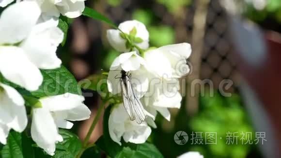 茉莉花上的黑色白蝶视频