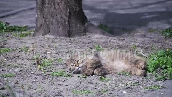 怀孕的猫躺在公园的地面上，在阳光下晒太阳。 慢动作