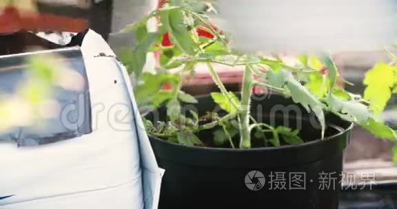 园丁正在种植西红柿视频